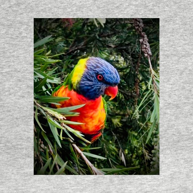 Rainbow lorikeet by Margo Humphries Art